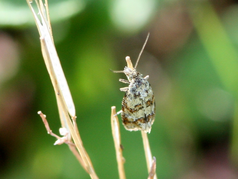 Tortricidae: Aethes williana (Cfr)